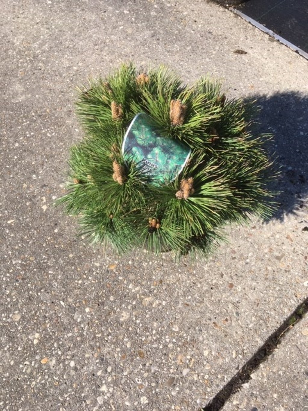 Pinus nigra nigra - C7.5 40-50 CM